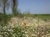 GrJ 28_05_2008 Feldblumen-2